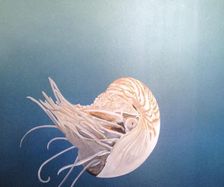 Nautilus på badrumsvägg